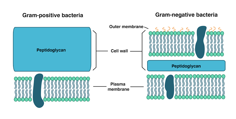 Gram positive and Gram nagative Bacteriu